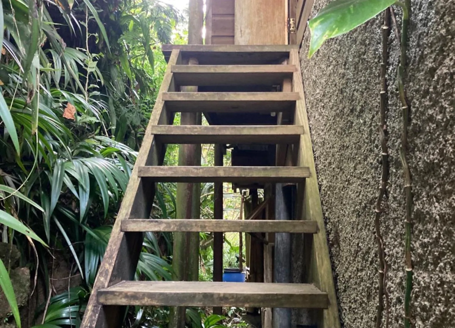 Blue Mountain Retreat Pension Kingston 0*,  Jamaica